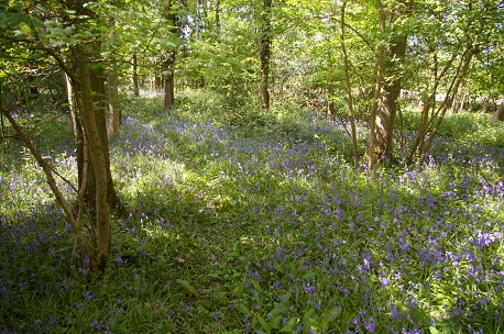 Club site with bluebells