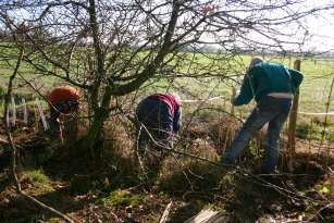 Hedge planting