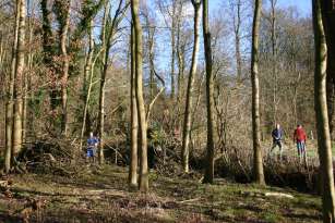 Tree felling